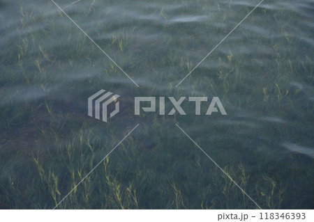 美しい水草 118346393