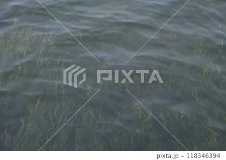 美しい水草 118346394