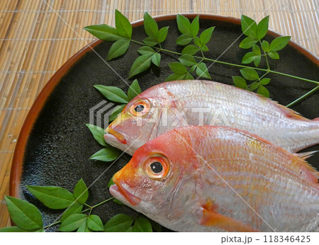 黄味を帯びた赤色の美しい魚。祝い鯛といわれるレンコダイの写真 118346425