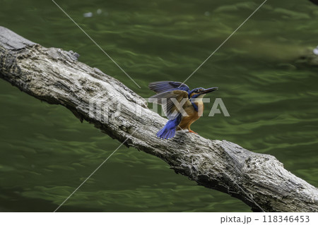 流木から飛び立つカワセミ 流木から飛び立つカワセミ 118346453