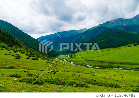 free-range grass-fed sheep are grazing on green grass and forest covered mountain slopes gorge at rainy summer day free-range grass-fed sheep are grazing on green grass and forest covered mountain slopes gorge at rainy summer day 118346488