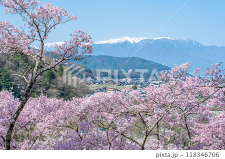 長野県伊那市　天下第一の桜と言われる高遠城址公園満開の桜と残雪の中央アルプスの山並み 118346706