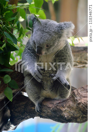 座るコアラ③ 座るコアラ③ 118346771