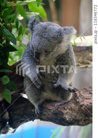 座るコアラ④ 座るコアラ④ 118346772