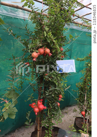 Pomegranate on plant in farm for harvest 118346835