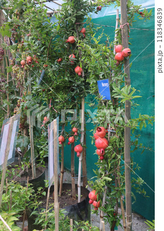 Pomegranate on plant in farm for harvest 118346839