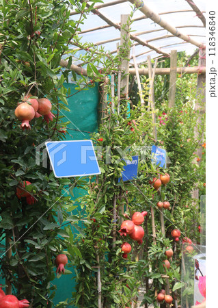 Pomegranate on plant in farm for harvest Pomegranate on plant in farm for harvest 118346840