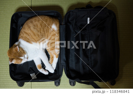 旅支度を手伝う猫 旅支度を手伝う猫 118346841
