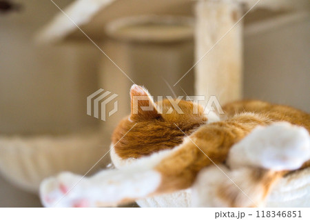 キャットタワーでのんびり昼寝 キャットタワーでのんびり昼寝 118346851