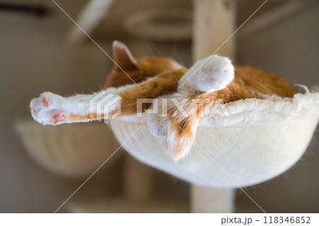 キャットタワーでのんびり昼寝 118346852