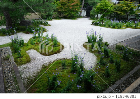 ききょう咲く源氏庭 118346883