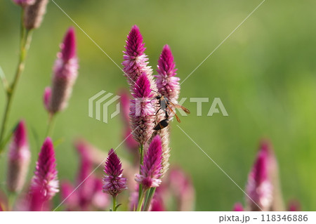 ピンクのケイトウの花と蜂 118346886