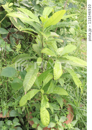 Pouteria caimito fruit plant on farm 118346910