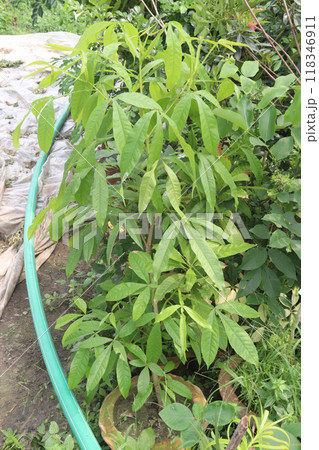 Pouteria caimito fruit plant on farm 118346911
