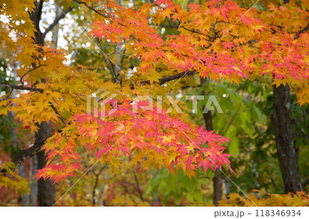 秋の公園のモミジ 118346934