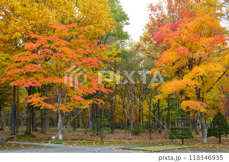 紅葉が始まった秋の公園 118346935