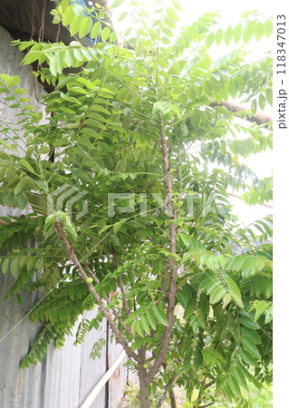 Phyllanthus acidus tree plant on pot 118347013