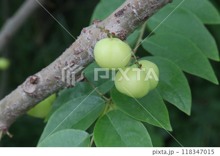 Phyllanthus acidus on tree in farm 118347015