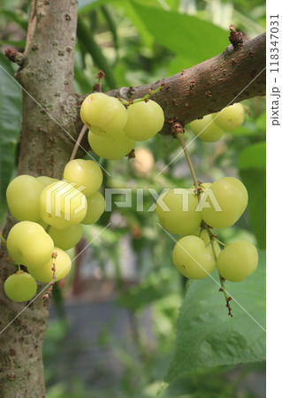 Phyllanthus acidus on tree in farm Phyllanthus acidus on tree in farm 118347031