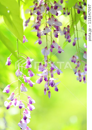藤の花のクローズアップ タテ位置 藤の花のクローズアップ タテ位置 118347097