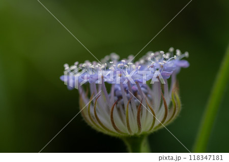 開花する紫色の可愛い花 ブルーレースフラワー 開花する紫色の可愛い花 ブルーレースフラワー 118347181