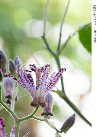 満開の紫色のホトトギス 118347193