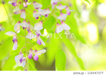 藤の花のクローズアップ 118347377