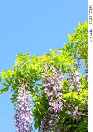 藤の花 タテ位置 藤の花 タテ位置 118347380