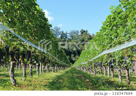 9月の安曇野ワイナリー 9月の安曇野ワイナリー 118347684