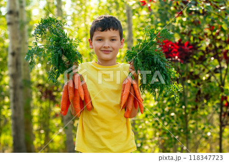 A smiling boy in yellow t-shirt is holding two bunches of large orange carrots with leaves in the autumn garden near green and red trees. A smiling boy in yellow t-shirt is holding two bunches of large orange carrots with leaves in the autumn garden near green and red trees. 118347723