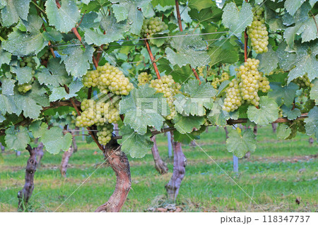 ワイン用ブドウ　シャルドネ 118347737