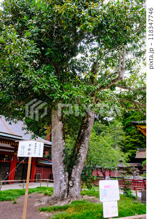 多羅葉(タラヨウ)(縦) 多羅葉(タラヨウ)(縦) 118347746