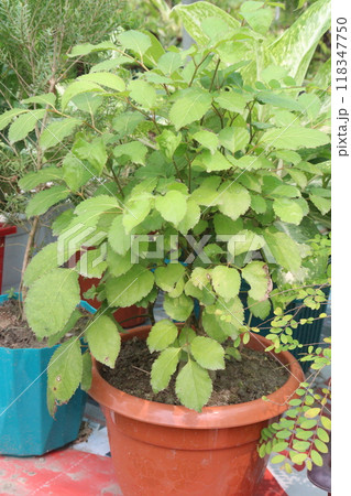 Spiraea media flower plant on nursery Spiraea media flower plant on nursery 118347750