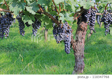 ワイン用ブドウ メルロー ワイン用ブドウ メルロー 118347768