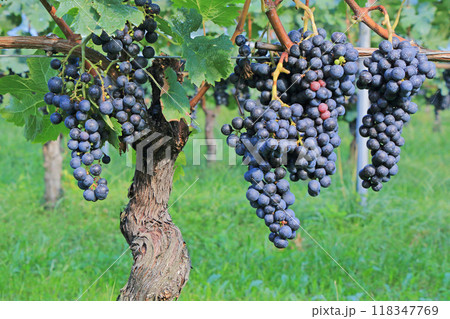 ワイン用ブドウ　メルロー 118347769