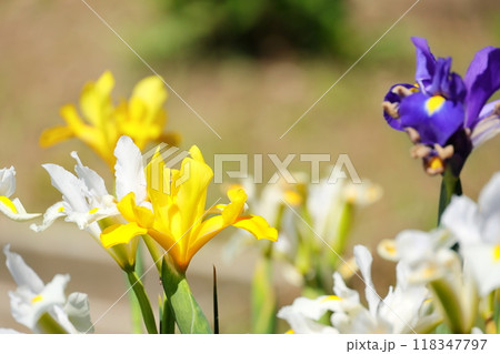 満開のダッチアイリス 118347797