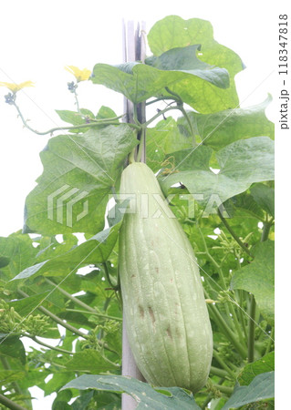 Sponge gourd on farm for harvest Sponge gourd on farm for harvest 118347818
