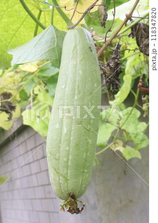 Sponge gourd on farm for harvest 118347820