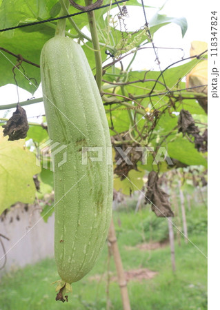 Sponge gourd on farm for harvest Sponge gourd on farm for harvest 118347824