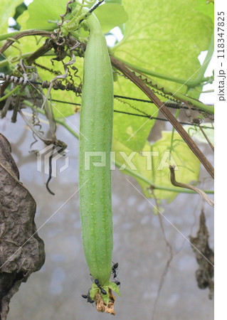 Sponge gourd on farm for harvest Sponge gourd on farm for harvest 118347825