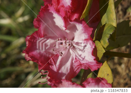 シャクナゲ 118347833