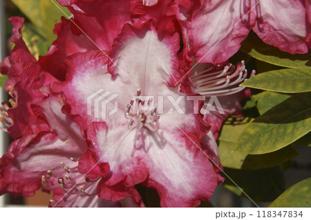 シャクナゲ 118347834