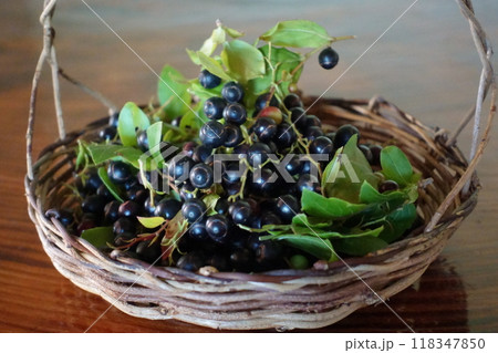 ナツハゼの収穫 籠に入ったナツハゼ ナツハゼの収穫 籠に入ったナツハゼ 118347850