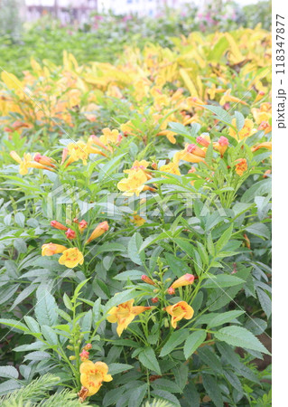 Tecomaria capensis flower plant on nursery 118347877