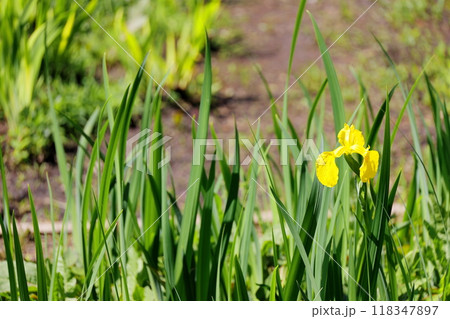 キショウブ 118347897