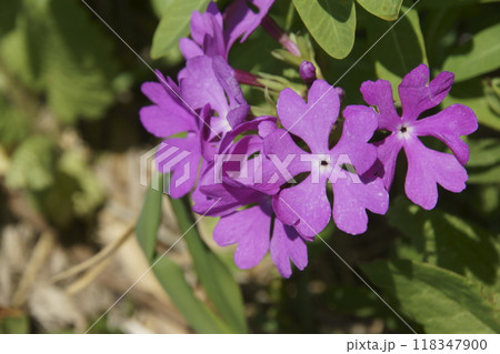 サクラソウ サクラソウ 118347900