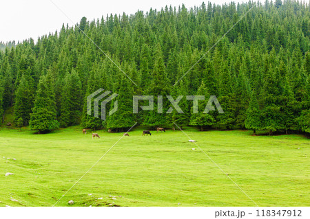 few free-range grass-fed cows are grazing near spruce forest at the mountain hills at rainy summer day few free-range grass-fed cows are grazing near spruce forest at the mountain hills at rainy summer day 118347912