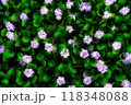 ホテイアオイの群れ 118348088