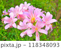 美しい百合のナツズイセン 118348093