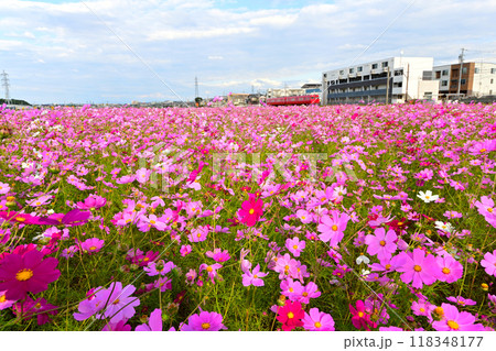 満開のコスモス畑と名鉄電車　花と鉄道 118348177